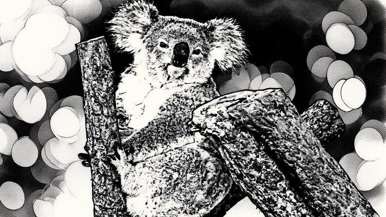 Coala, animal símbolo da Austrália, em uma árvore (Foto: Reprodução)