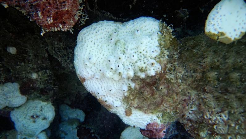70% dos corais de fogo da costa norte do RN desapareceram nos últimos cinco anos (Foto: Reprodução)